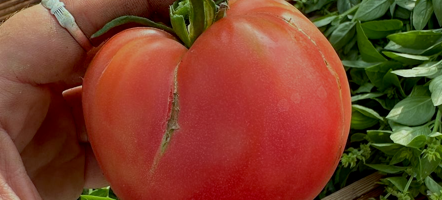 Close-up of a ripe red tomato in a garden
